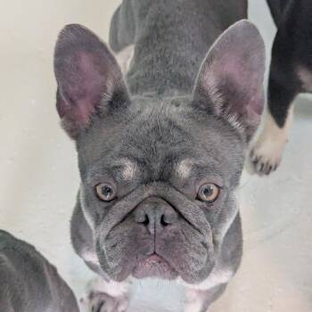 Bellota 3051 -  French Bulldog Dog for Adoption in Loxahatchee Groves, Florida - Bellota 3051 | PetCurious