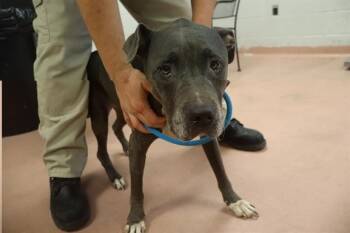 STERLING -  Mixed Breed Dog for Adoption in Columbia, South Carolina - STERLING | PetCurious