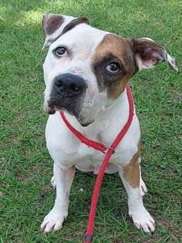 DROOPY -  American Staffordshire Terrier and Mixed Breed Dog for Adoption in Fort Lauderdale, Florida - DROOPY | PetCurious