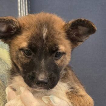 Dolly -  Mixed Breed Dog for Adoption in Fort Bragg, California - Dolly | PetCurious