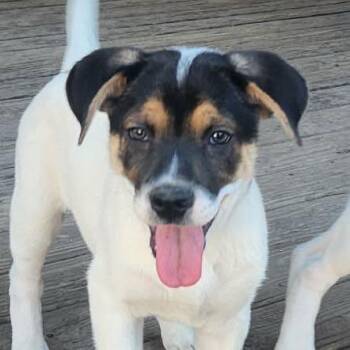 Australian Shepherd Dogs Available for Adoption - Jenny JW | PetCurious