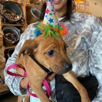 Crimson -  Pit Bull Terrier and Mixed Breed Dog for Adoption in Mundelein, Illinois - Crimson | PetCurious