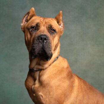 Marbles -  Mixed Breed Dog for Adoption in Atlanta, Georgia - Marbles | PetCurious