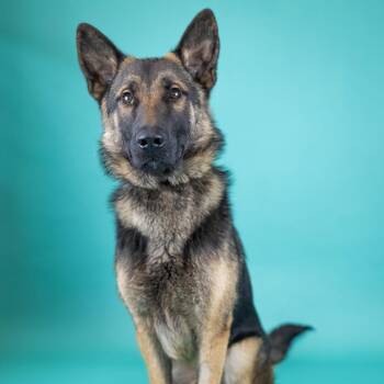 Shepherd Dogs Available for Adoption in Portland, Oregon - General | PetCurious
