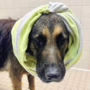 Flo -  German Shepherd Dog Dog for Adoption in Oakland, California - Flo | PetCurious