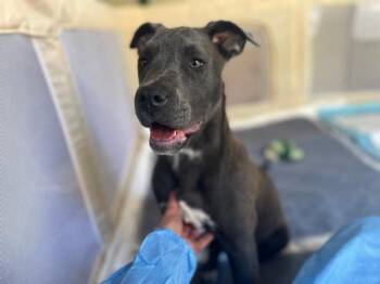 Charlotte -  Mixed Breed Dog for Adoption in Ellijay, Georgia - Charlotte | PetCurious