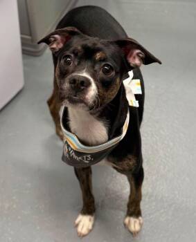 Tina -  Chihuahua and Boston Terrier Dog for Adoption in Sedalia, Colorado - Tina | PetCurious