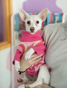 Chihuahua Dogs Available for Adoption in Pasadena, California - Paola | PetCurious