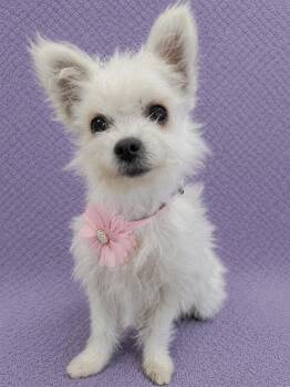 JuJu -  Chihuahua and Maltese Dog for Adoption in Lodi, California - JuJu | PetCurious