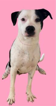 Rescue Dalmatian Dogs for Adoption in New Castle, Indiana - MooCow | PetCurious