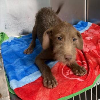 EJ -  Terrier Dog for Adoption in Lake Jackson, Texas - EJ | PetCurious