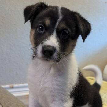 Anise -  Shepherd and Mixed Breed Dog for Adoption in San Antonio, Texas - Anise | PetCurious