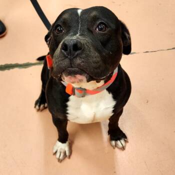 Rescue Pit Bull Terrier Dogs for Adoption in Warren, Pennsylvania - Harley | PetCurious