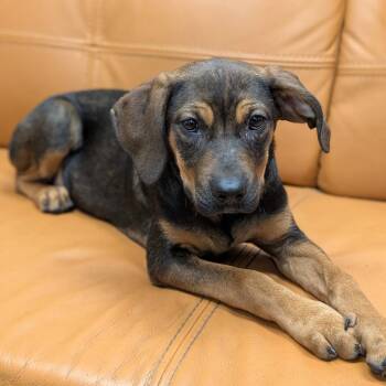 Shepherd and Mixed Breed Dogs Available for Adoption in Parker, Colorado - 580 (2026) Eloise | PetCurious