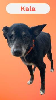 Rescue Terrier Dogs for Adoption in Chuckey, Tennessee - Kala - SC - Sweet Senior (good With Dogs, Cats, Kids) | PetCurious