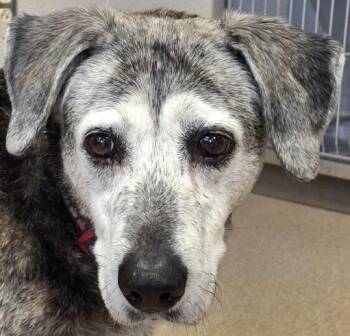 Hound and Mixed Breed Dogs Available for Adoption in Brenham, Texas - Patches | PetCurious