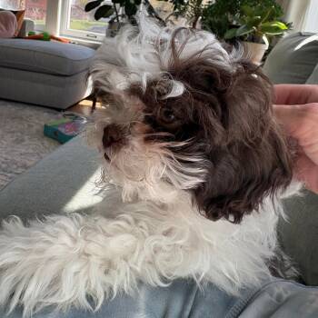 Maltese and Mixed Breed Dogs Available for Adoption in Madison, Wisconsin - Floof | PetCurious