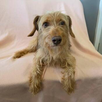 Whistle -  Beagle and Miniature Schnauzer Dog for Adoption in Jackson, Missouri - Whistle | PetCurious