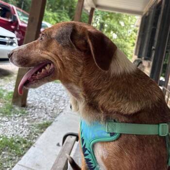 River Mama -  Redbone Coonhound Dog for Adoption in Gainesboro, Tennessee - River Mama | PetCurious