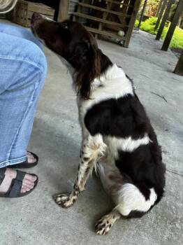 Brittany Spaniel Dogs Available for Adoption in Baldwinsville, New York - GA/Axel | PetCurious
