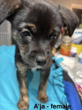 Labrador Retriever Dogs Available for Adoption in Crystal Lake, Illinois - A’ja | PetCurious