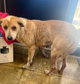 Cattle Dog Dogs Available for Adoption - Teri 26D-002 | PetCurious