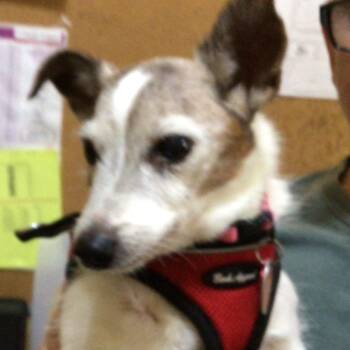Bailey -  Jack Russell Terrier Dog for Adoption in New Orleans, Louisiana - Bailey | PetCurious