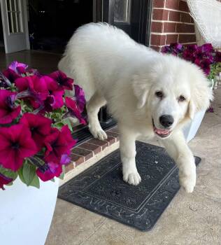 Great Pyrenees Dogs Available for Adoption - Bentley | PetCurious