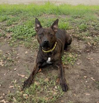 94227A Tyson - VIP -  American Staffordshire Terrier and Mixed Breed Dog Available for Adoption in North Charleston, South Carolina - 94227A Tyson - VIP | PetCurious