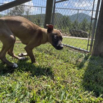 Sabrina -  Feist Dog for Adoption in Blairsville, Georgia - Sabrina | PetCurious