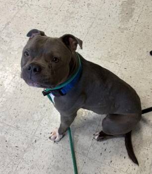 *Squish* -  American Bully Dog for Adoption in Salt Lake City, Utah - *Squish* | PetCurious