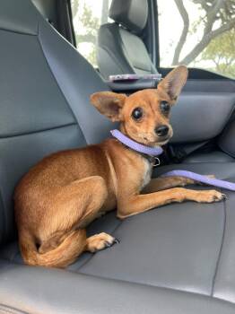 Jafar -  Chihuahua Dog for Adoption in Rockport, Texas - Jafar | PetCurious
