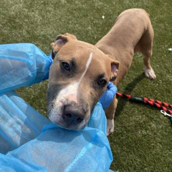 Akamaru -  Mixed Breed Dog for Adoption in Philadelphia, Pennsylvania - Akamaru | PetCurious