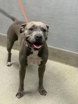 Rescue Pit Bull Terrier Dogs for Adoption in Las Vegas, Nevada - DODGE | PetCurious