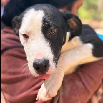Jiggy -  Labrador Retriever and Mixed Breed Dog for Adoption in New York, New York - Jiggy | PetCurious
