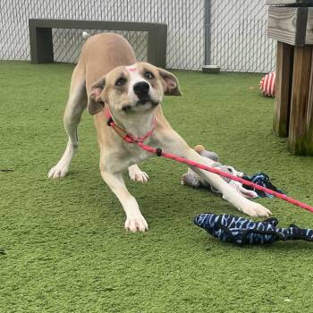 Copper -  Pit Bull Terrier and Mixed Breed Dog for Adoption in Bristol, Indiana - Copper | PetCurious