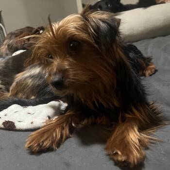 Jasper -  Yorkshire Terrier Dog for Adoption in Sinking Spring, Pennsylvania - Jasper | PetCurious