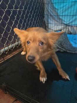 Fox -  Spaniel Dog Available for Adoption in Salisbury, Maryland - Fox | PetCurious