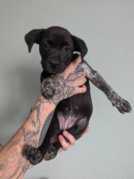 Australian Cattle Dog Blue Heeler and Pit Bull Terrier Dogs Available for Adoption in Los Angeles, California - Mimosa | PetCurious