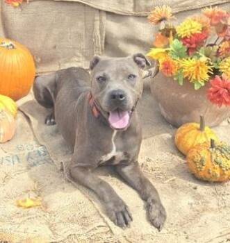 Rescue American Staffordshire Terrier and Labrador Retriever Dogs for Adoption in Brookeville, Maryland - Gigi | PetCurious