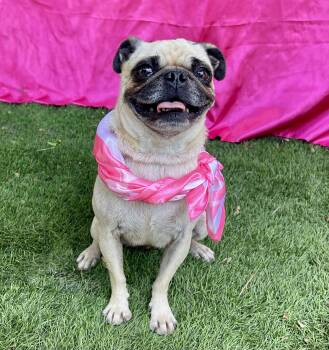 POPPY -  Pug Dog for Adoption in Rowland Heights, California - POPPY | PetCurious