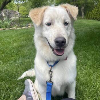 Labrador Retriever and Great Pyrenees Dogs Available for Adoption in Grafton, Ohio - Nichols | PetCurious
