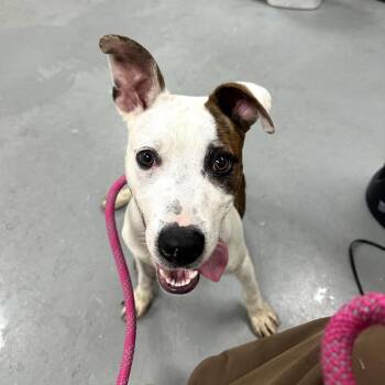 Sparky -  Mixed Breed Dog for Adoption in Skokie, Illinois - Sparky | PetCurious
