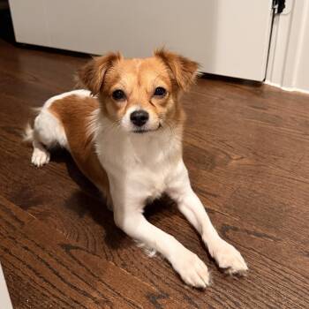 Rory -  Chihuahua and Papillon Dog for Adoption in Austin, Texas - Rory | PetCurious