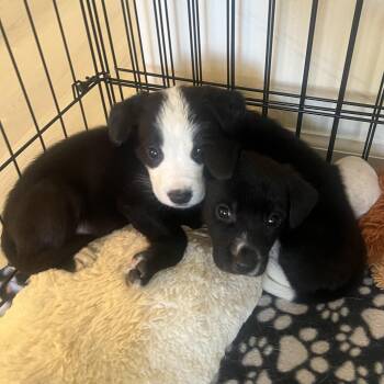 Rescue Mixed Breed Dogs for Adoption in Charlotte, North Carolina - Mario | PetCurious