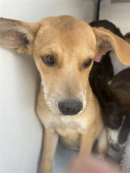 A661440 -  German Shepherd Dog and Mixed Breed Dog for Adoption in Houston, Texas - A661440 | PetCurious