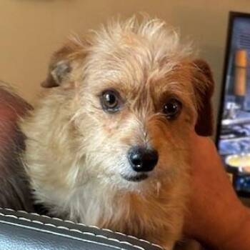Norfolk Terrier Dogs Available for Adoption in Corsicana, Texas - Squeak  | PetCurious