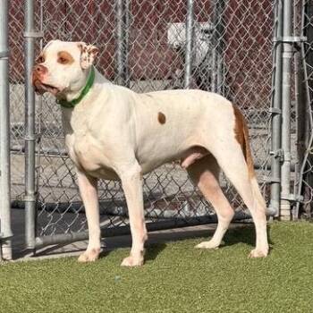 Titan -  Pit Bull Terrier Dog for Adoption in Idaho Falls, Idaho - Titan | PetCurious