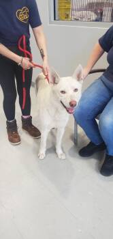 German Shepherd Dog Dogs Available for Adoption - Norvic | PetCurious