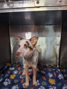 Rescue Australian Cattle Dog Blue Heeler and Mixed Breed Dogs for Adoption in El Paso, Texas - 59838054 | PetCurious